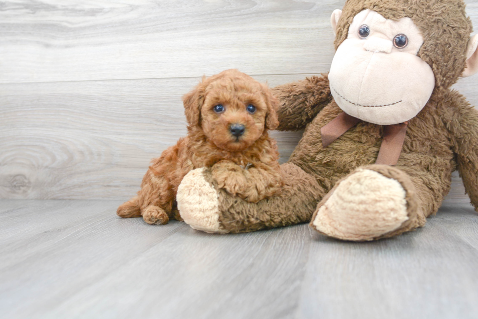 Poodle Pup Being Cute