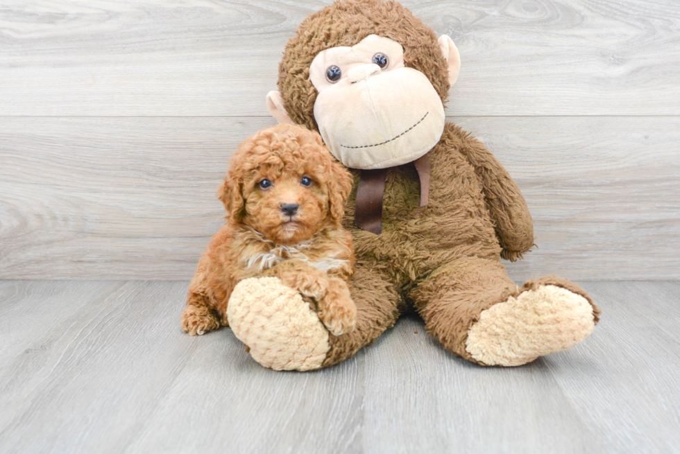 Hypoallergenic Poodle Baby