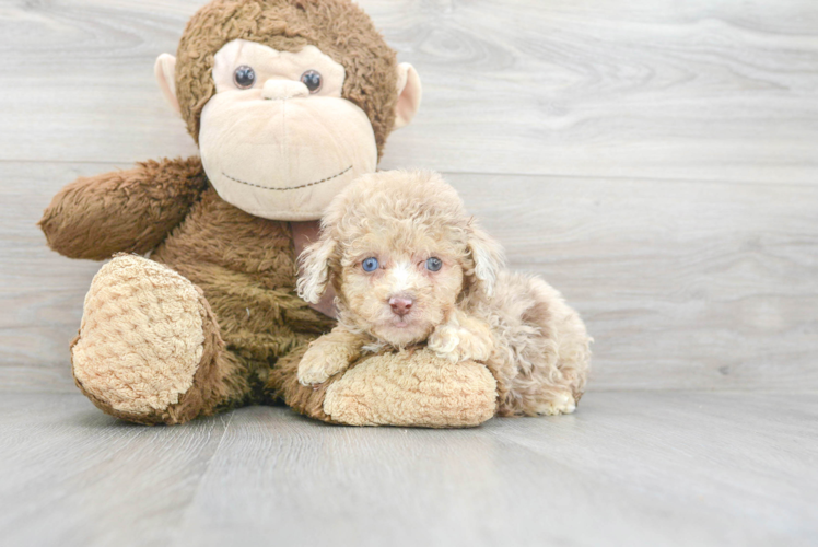 Friendly Poodle Baby