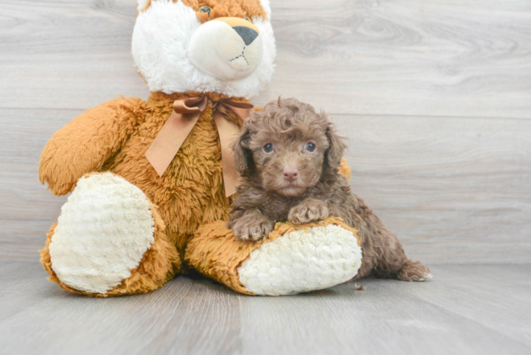 Funny Poodle Purebred Pup