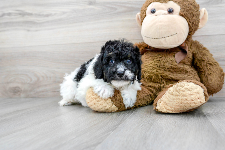 Happy Pudle Purebred Puppy