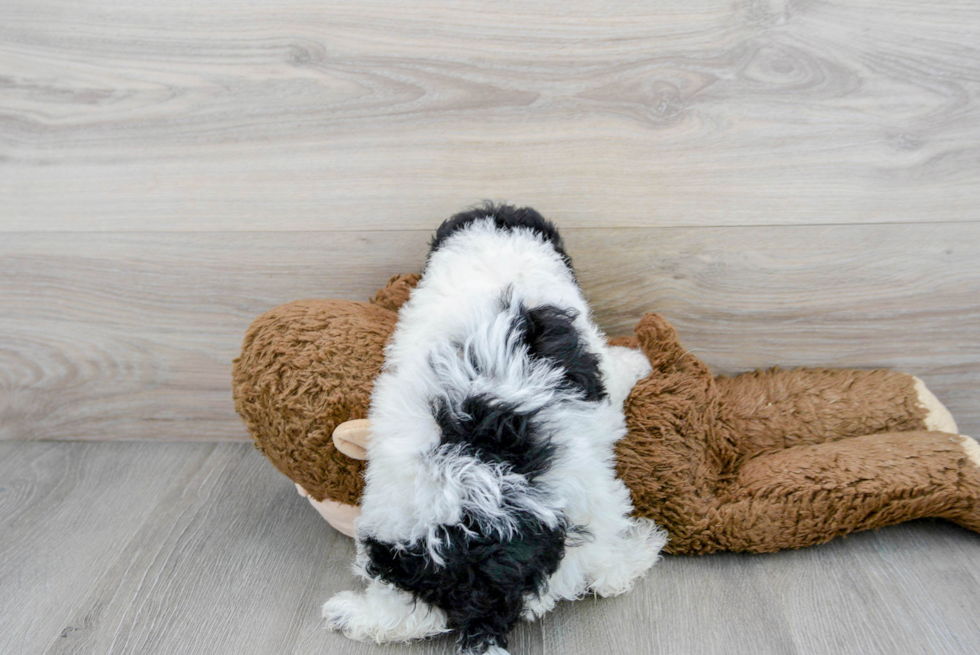 Hypoallergenic Poodle Purebred Pup