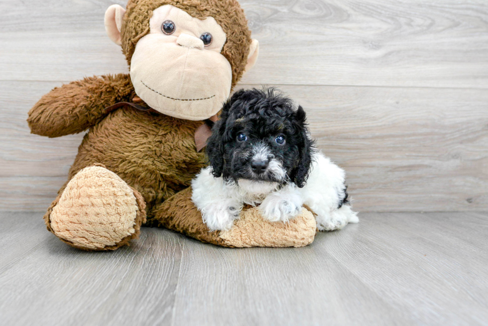 Poodle Puppy for Adoption