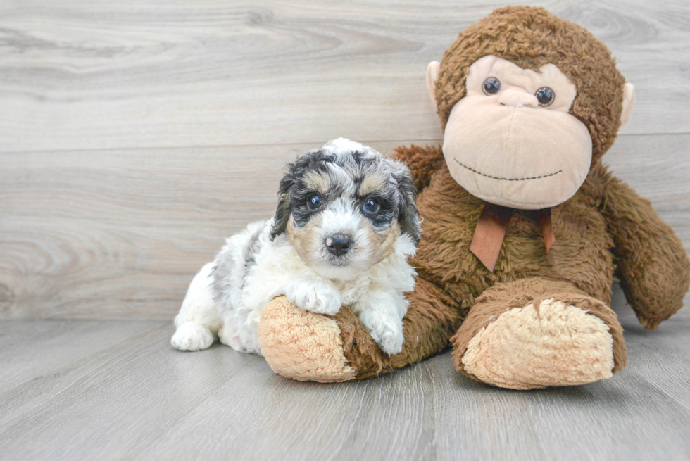 Poodle Pup Being Cute