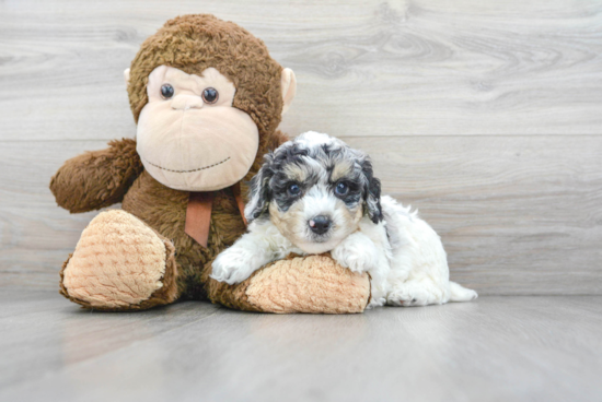 Poodle Pup Being Cute