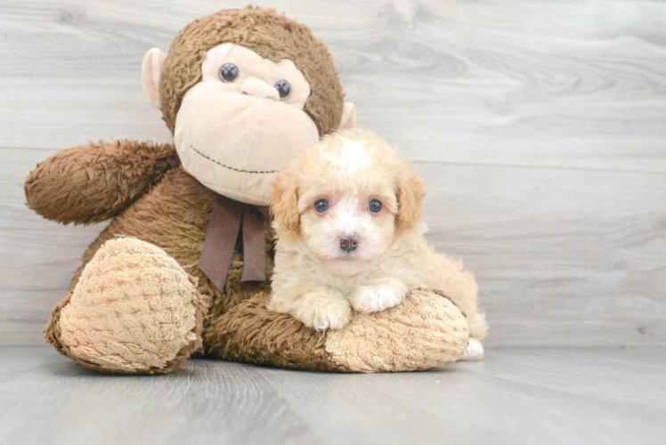 Fluffy Pudle Purebred Puppy