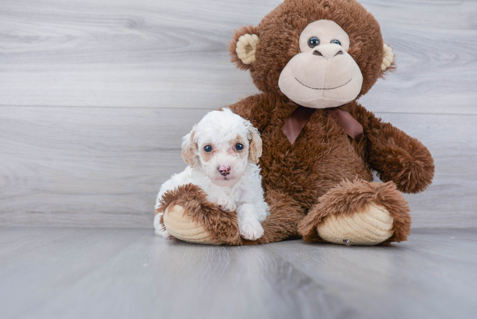 Adorable Pudle Purebred Puppy