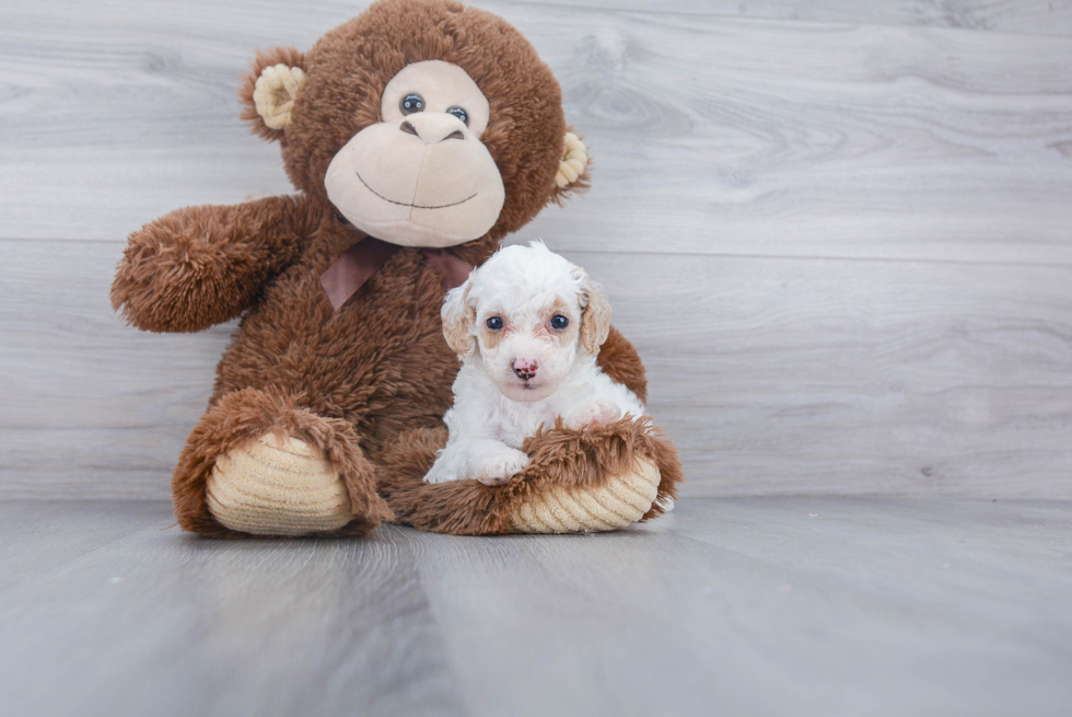 Akc Registered Poodle Baby