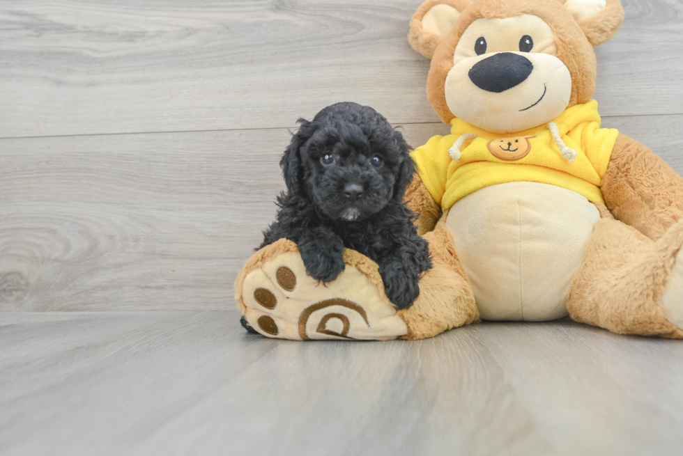 Playful Poodle Baby