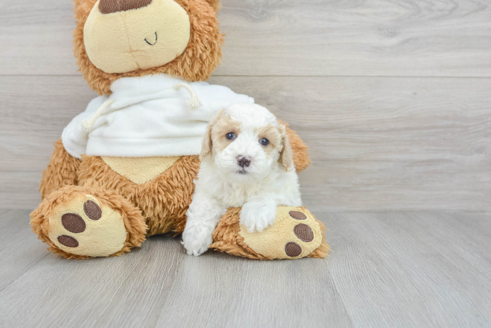 Hypoallergenic Poodle Baby