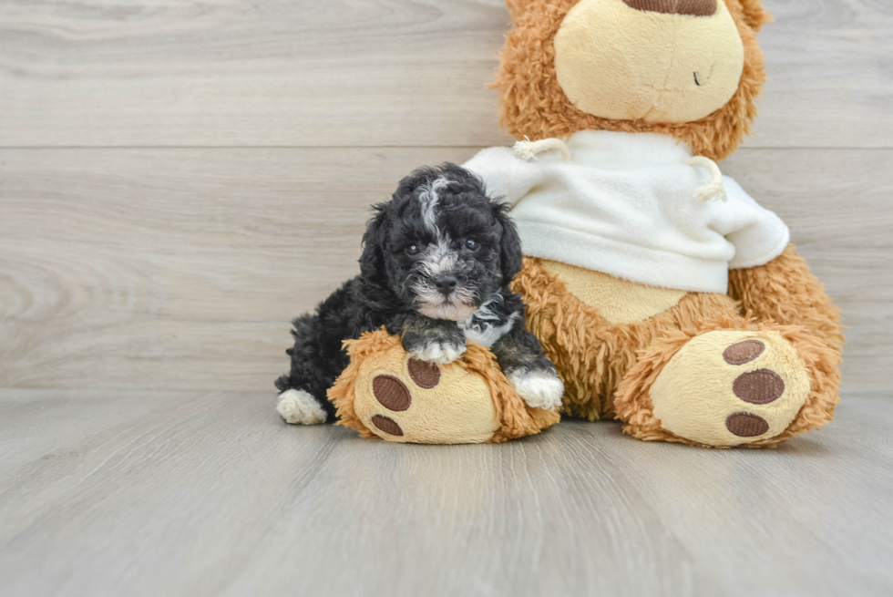 Little Poodle Purebred Pup