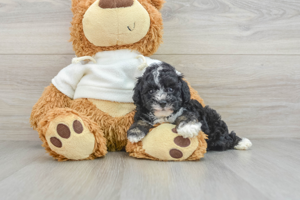 Poodle Pup Being Cute