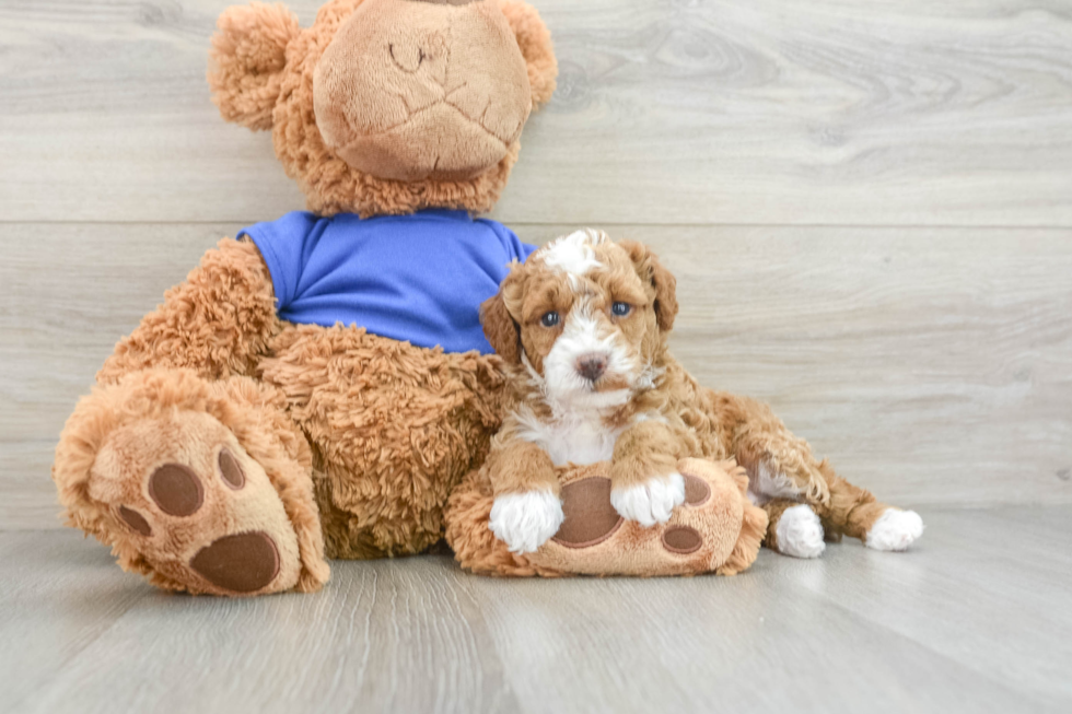 Poodle Pup Being Cute