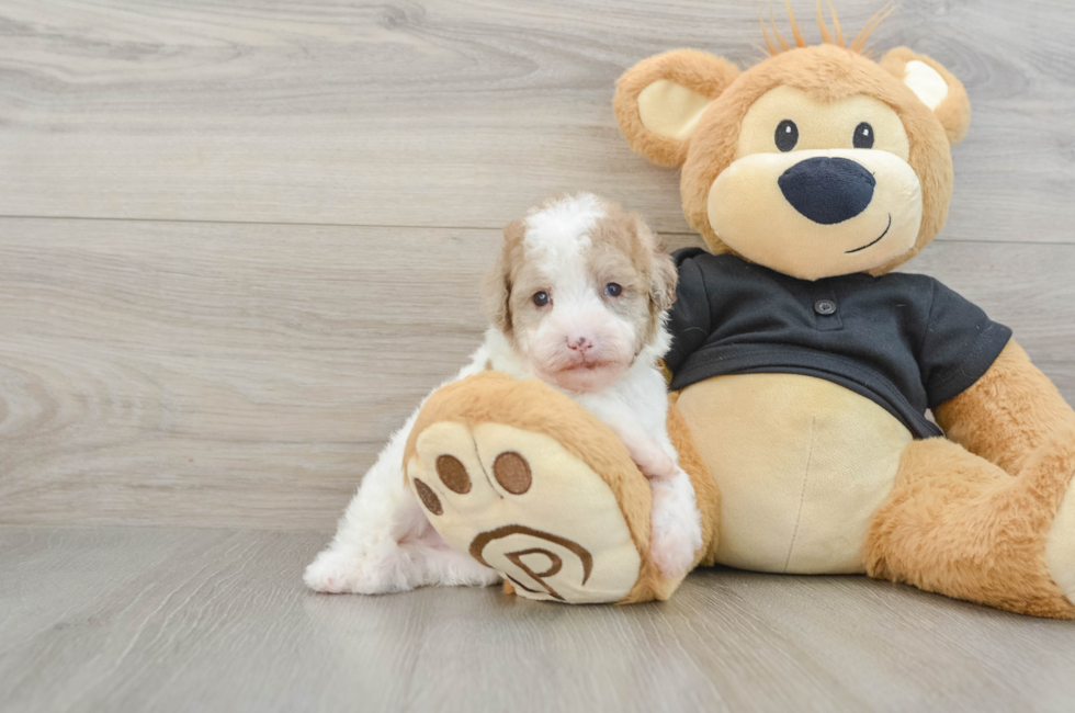 5 week old Poodle Puppy For Sale - Premier Pups