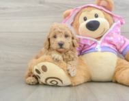 7 week old Poodle Puppy For Sale - Premier Pups