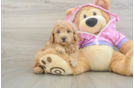 Smart Toy Poodle Purebred Puppy