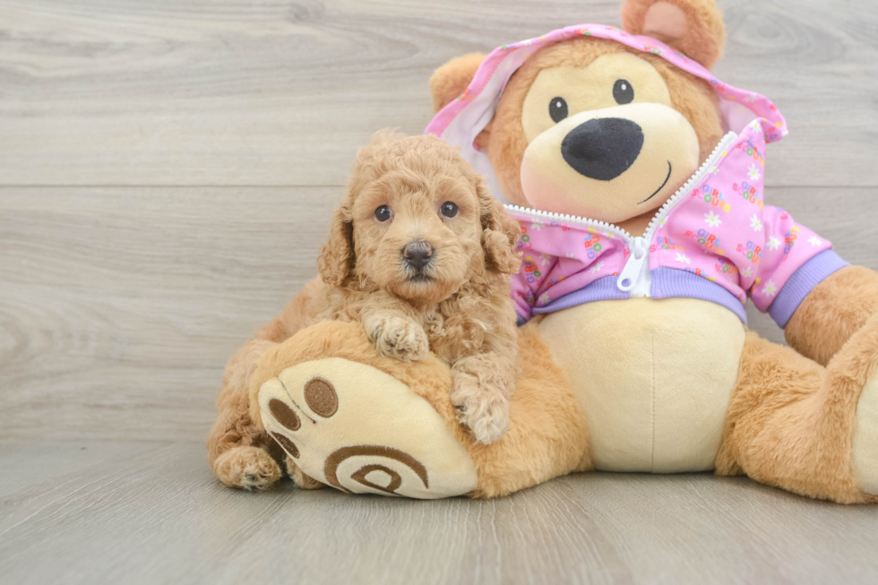 Smart Toy Poodle Purebred Puppy