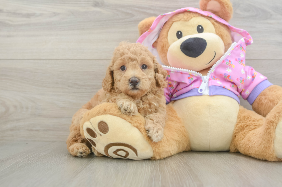 5 week old Poodle Puppy For Sale - Premier Pups