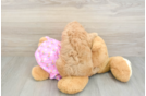 Poodle Puppy for Adoption