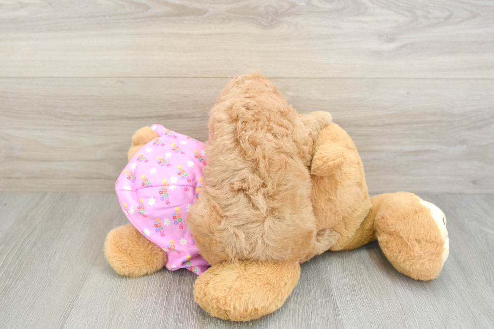 Poodle Puppy for Adoption