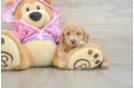 Funny Poodle Baby