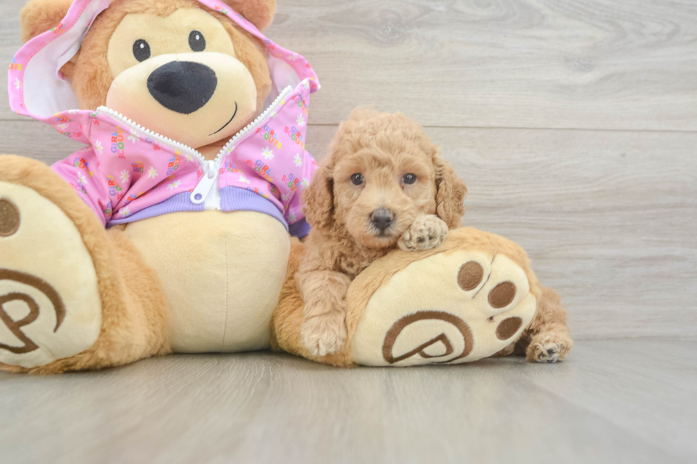 Funny Poodle Baby