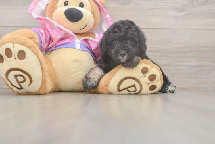 Best Poodle Baby