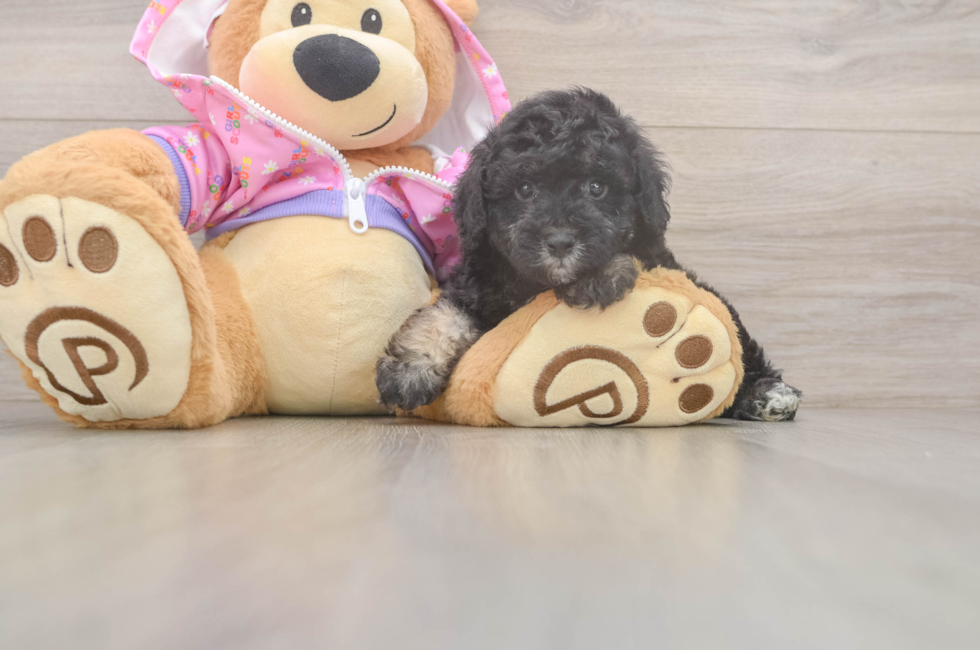 5 week old Poodle Puppy For Sale - Premier Pups