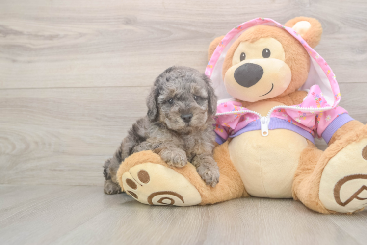 Friendly Poodle Baby