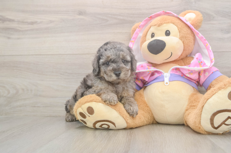5 week old Poodle Puppy For Sale - Premier Pups