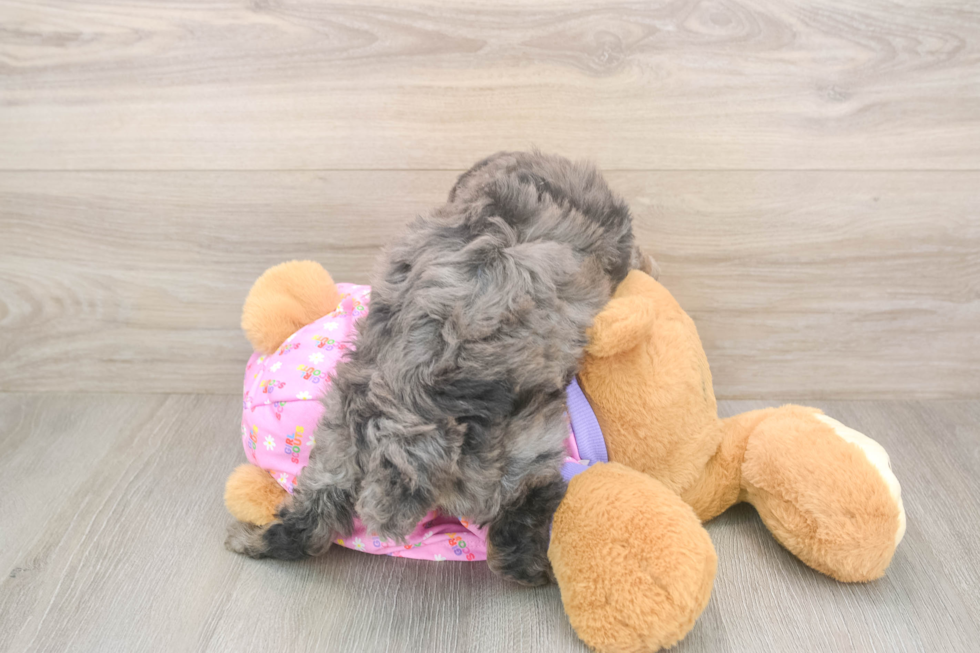 Poodle Pup Being Cute