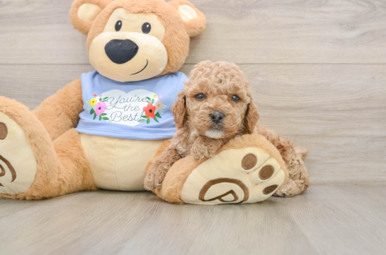 Poodle Pup Being Cute