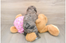 Poodle Pup Being Cute
