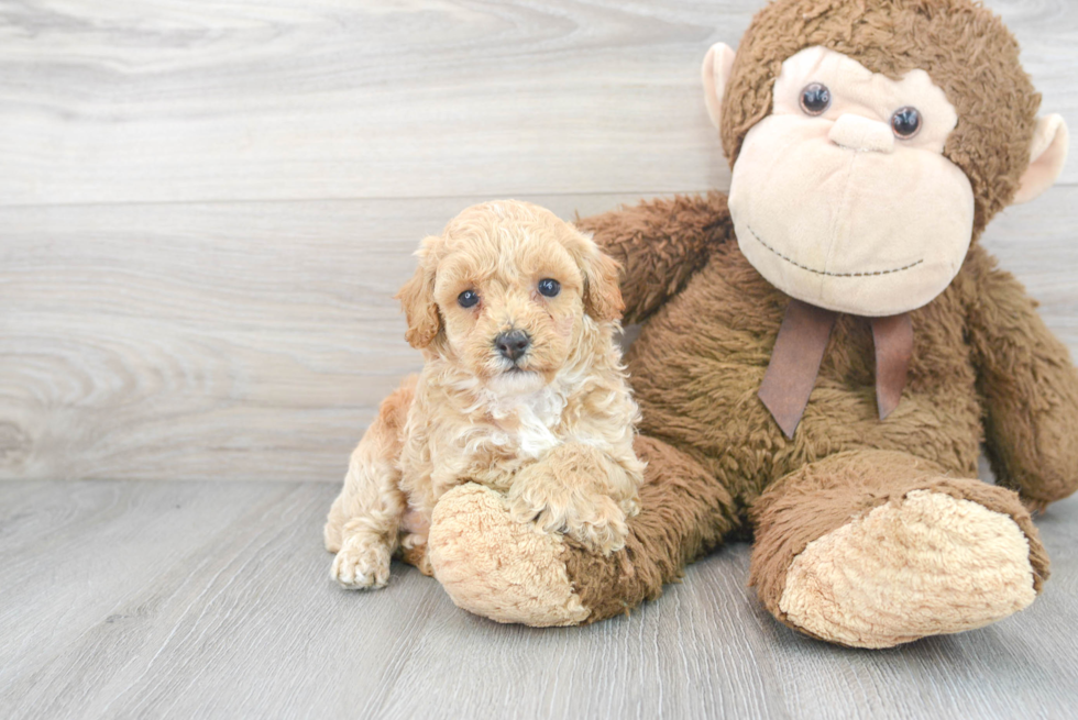 Poodle Puppy for Adoption