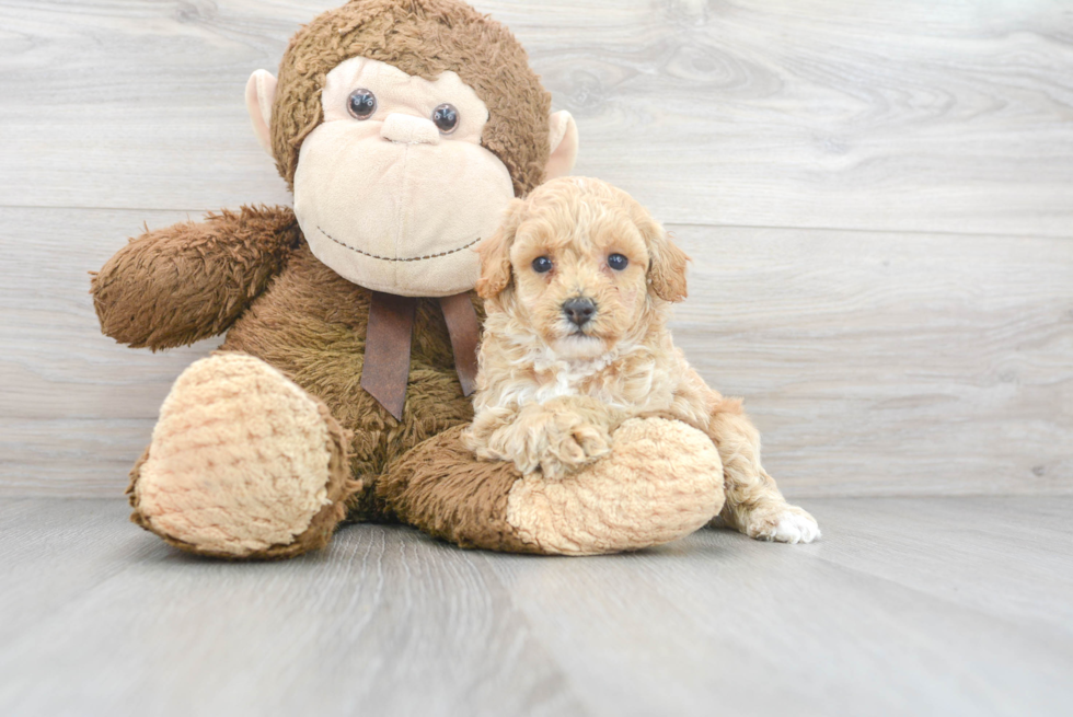 Poodle Pup Being Cute