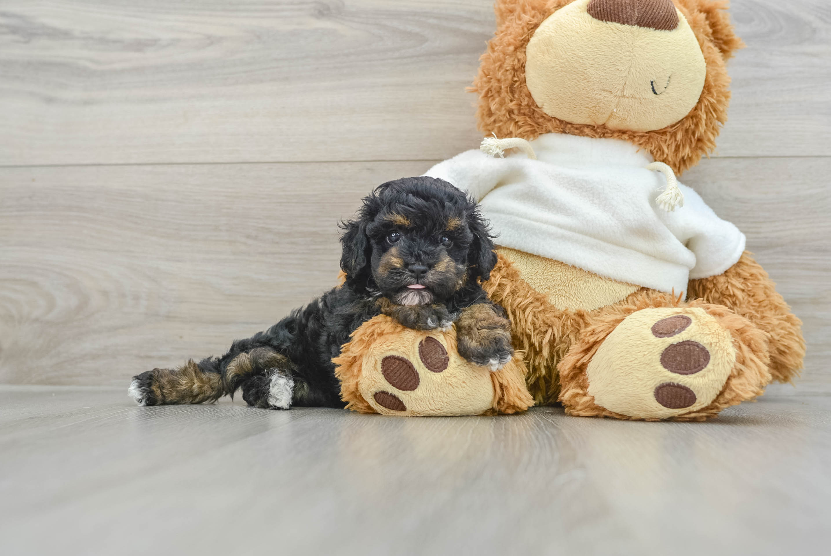 Best Poodle Baby