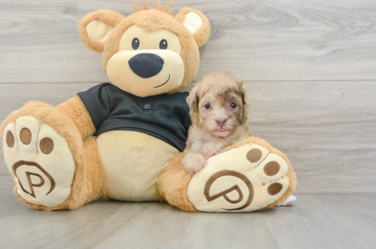 Fluffy Toy Poodle Purebred Puppy