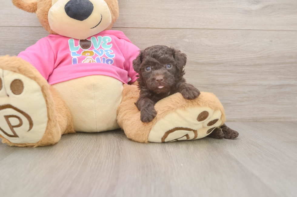 5 week old Poodle Puppy For Sale - Premier Pups