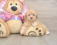 8 week old Poodle Puppy For Sale - Premier Pups