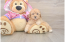 Hypoallergenic Poodle Baby