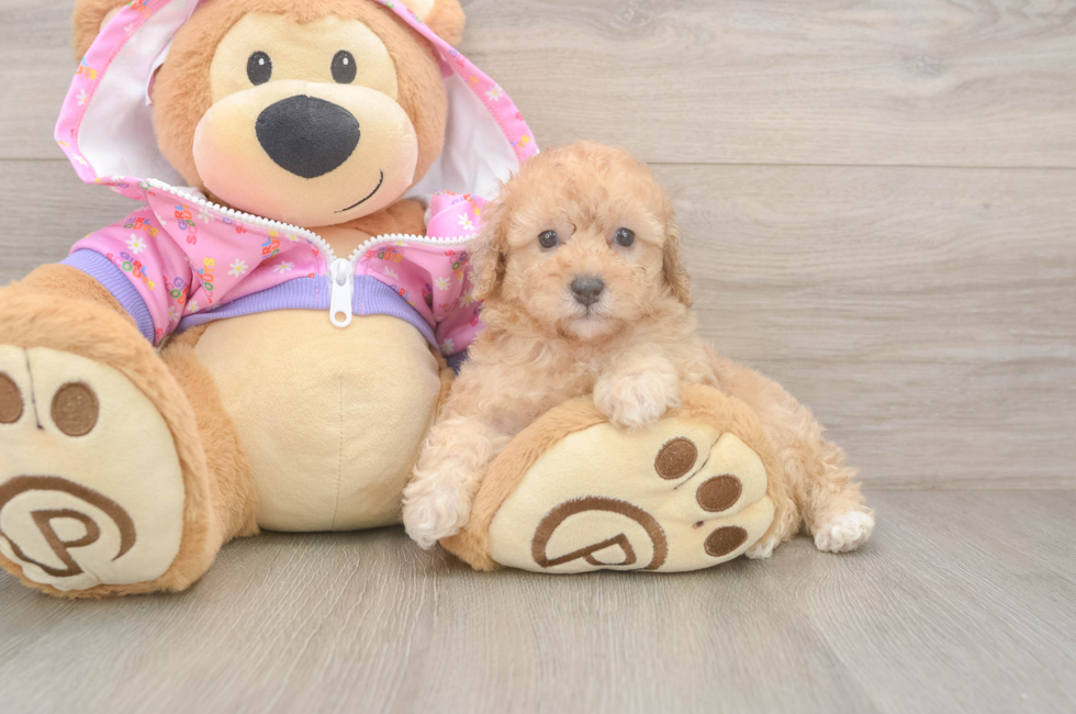 5 week old Poodle Puppy For Sale - Premier Pups