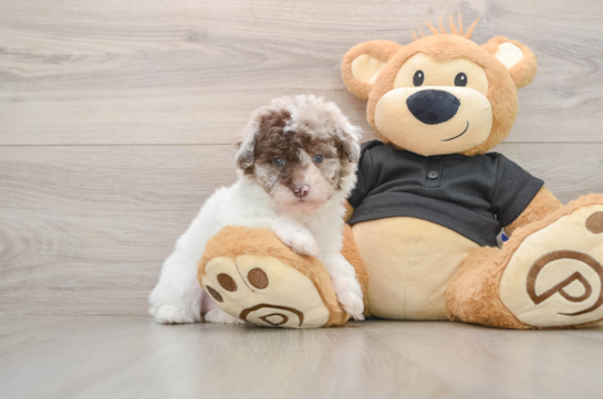 Poodle Pup Being Cute