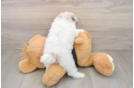 Small Poodle Purebred Pup