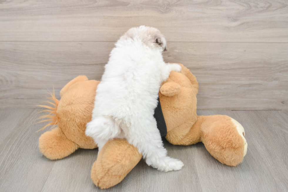 Small Poodle Purebred Pup