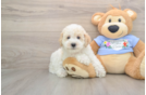 Poodle Pup Being Cute