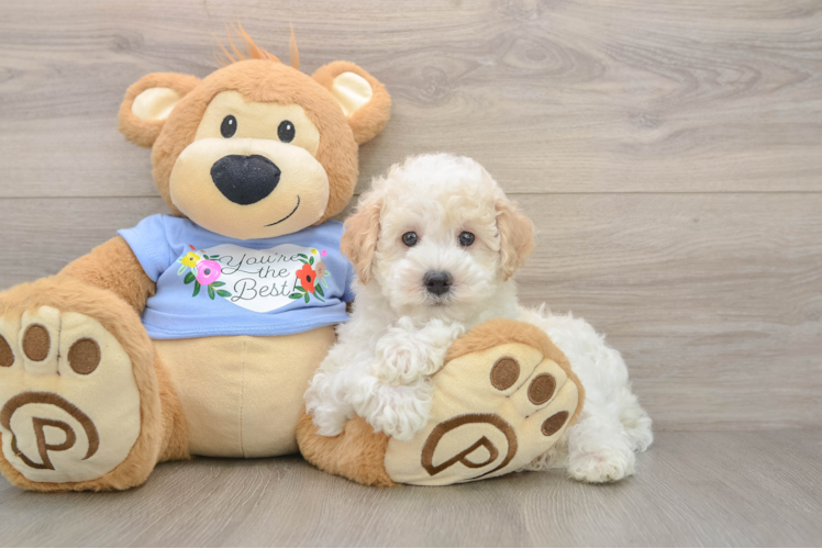 Best Poodle Baby