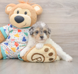 7 week old Poodle Puppy For Sale - Premier Pups