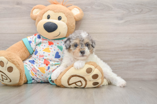 Funny Poodle Purebred Pup