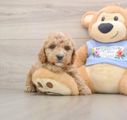 6 week old Poodle Puppy For Sale - Premier Pups