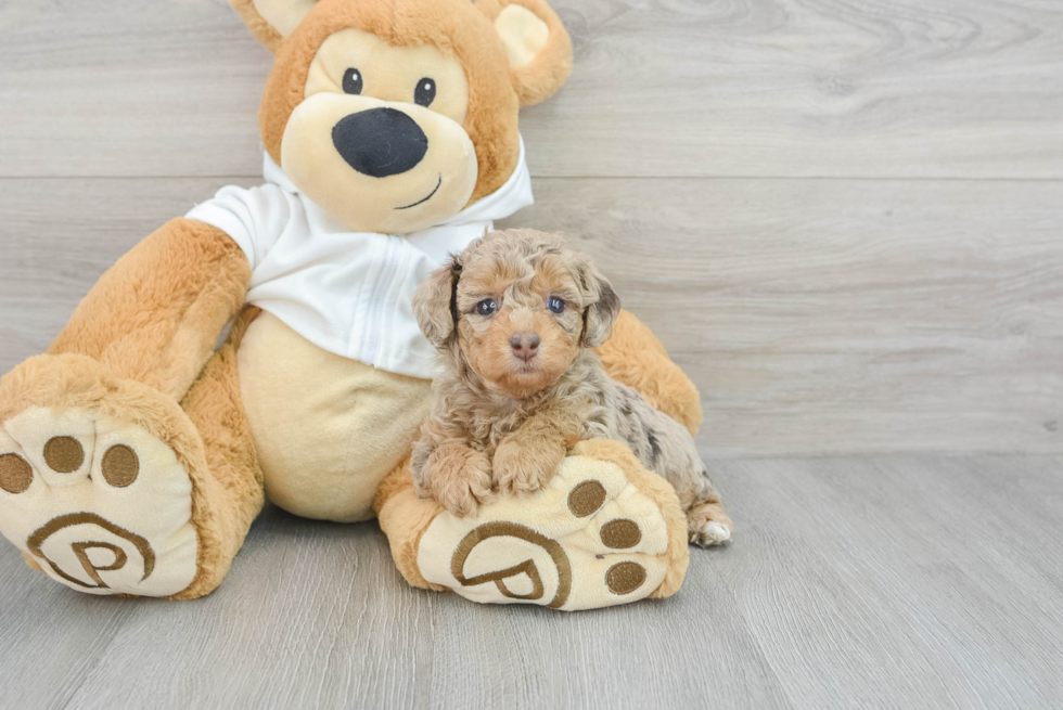 Poodle Pup Being Cute